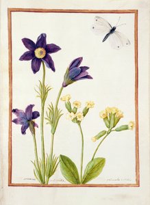 PD.126-1973f.23 Anemone pulsatilla, Primula veris and a Cabbage White Butterfly, c.1750 (wc und gouache on vellum) av French School